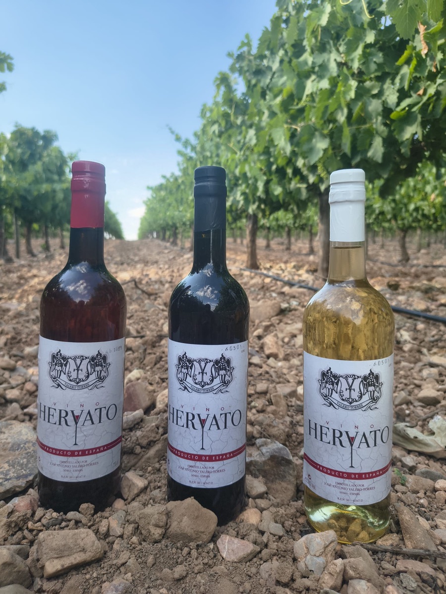 Los tres vinos Hervato — tinto, blanco y rosado — en el viñedo
